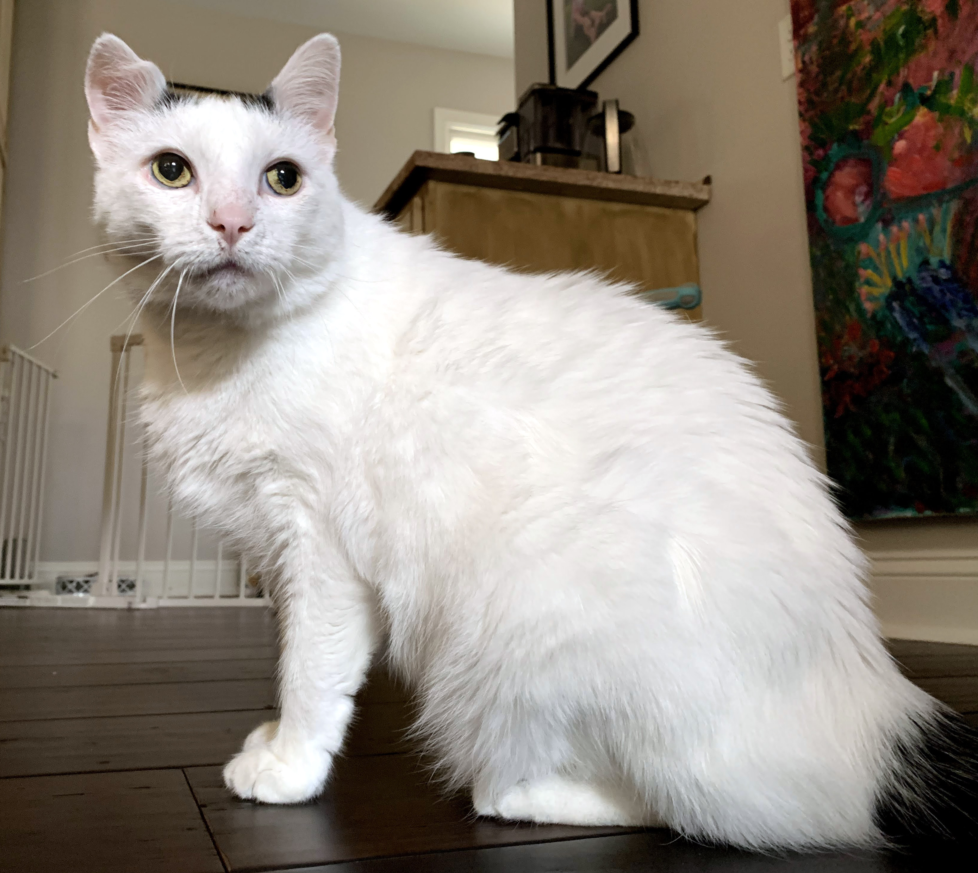 cats-bodhi.jpg