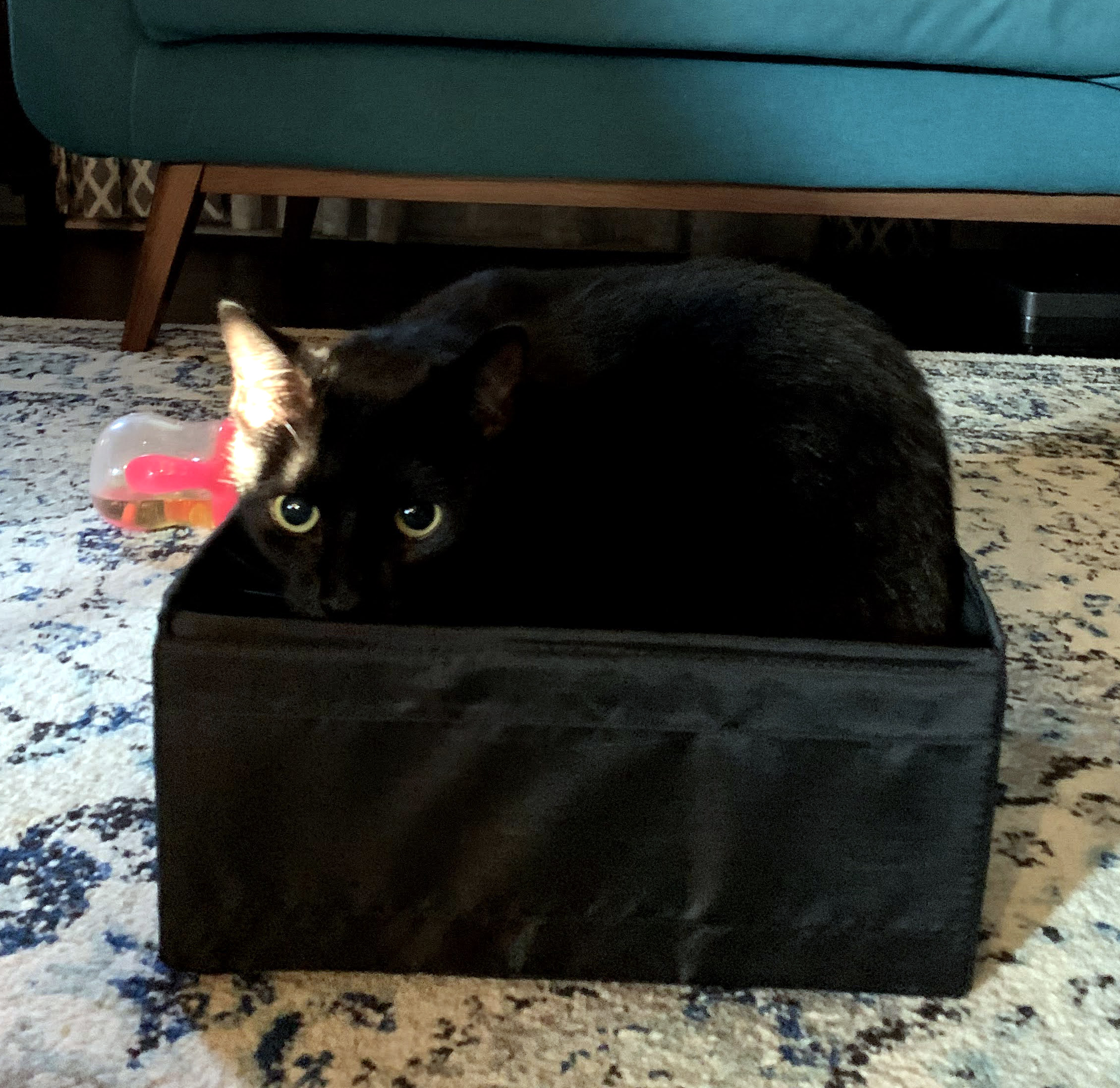 cats-hecate2.jpg